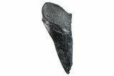 Partial Fossil Megalodon Tooth - South Carolina #275389-1